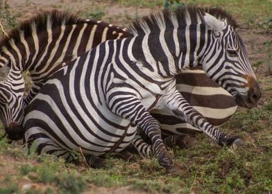 Zebras playing