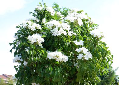 Beautiful White Flower