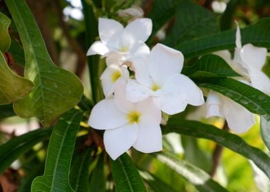 Beautiful White Flower