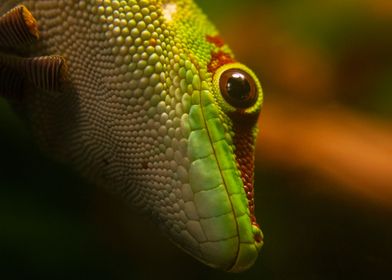 Colourful green gecko