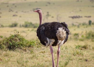 Ostrich