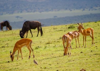 Antelopes