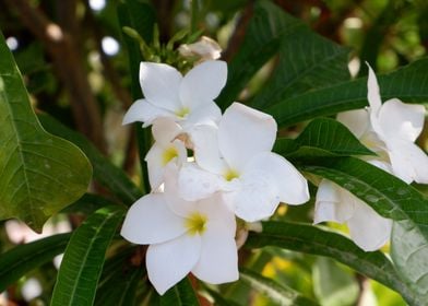 Beautiful White Flower