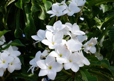 Beautiful White Flower