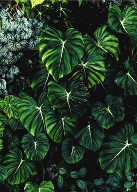 Tropical plant wall
