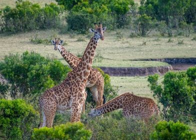 Giraffes