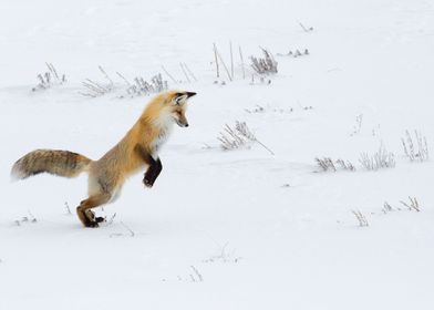 Fox Jumping in Snow