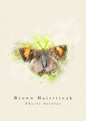 Butterfly brown hairstreak