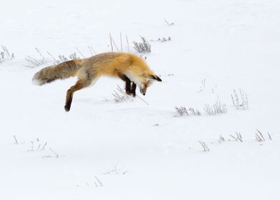 Fox Pouncing in Winter