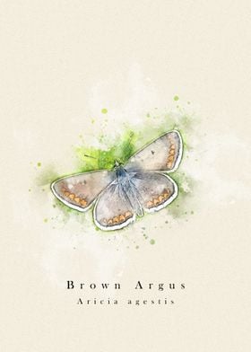 Butterfly brown argus