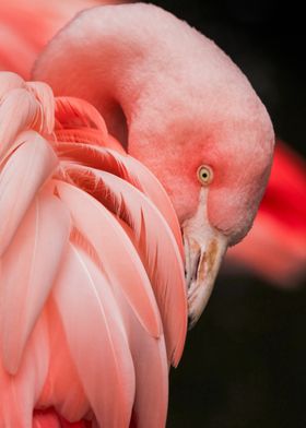 flamingo