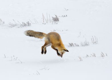 Fox attacking