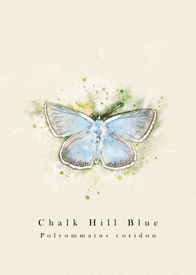 Butterfly chalk hill blue