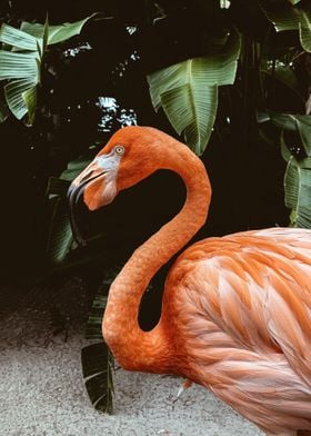 flamingo