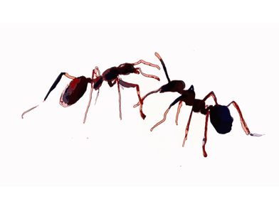 Ants