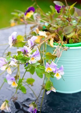 Pansy Flowers In A Bucket