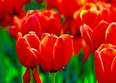 Red Tulips Festival