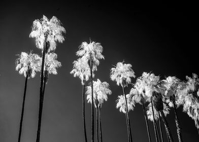 Hollywood Palm Trees