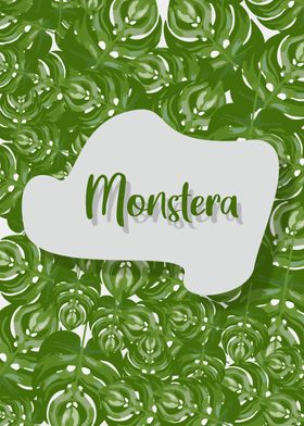 Monstera15