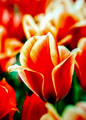 Magnificient Red Tulips