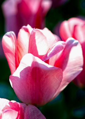 Sunlit Pink Tulip Flower