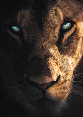 Eyes of The Lion