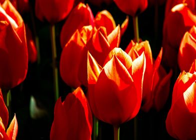 Decorative Red Tulips