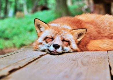 The Sleeping Fox