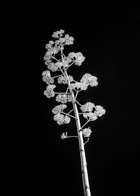 Agave Cactus Bloom