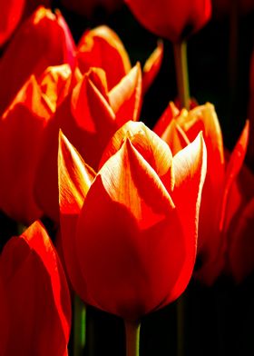 Decorative Red Tulips