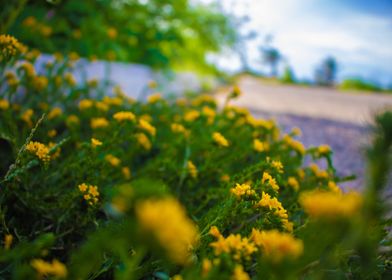 Yellow roses on asphalt