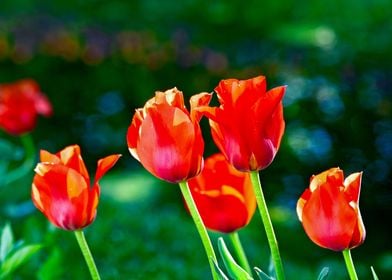 Red Tulips In The Garden