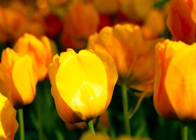 Sunlit Yellow Tulips