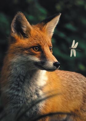 The Fox and Dragonfly