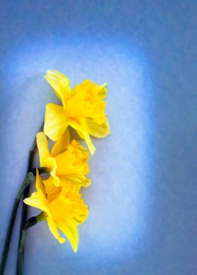 Three daffodil flowers