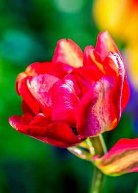 Red Parrot Tulip Flower