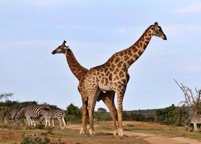 Giraffes