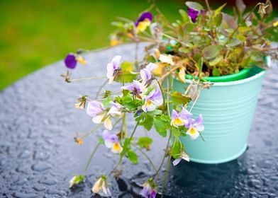 Pansy Flowers In A Bucket