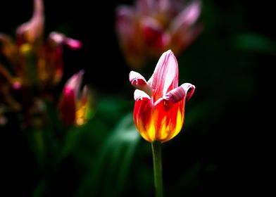 Colorful Decorative Tulip