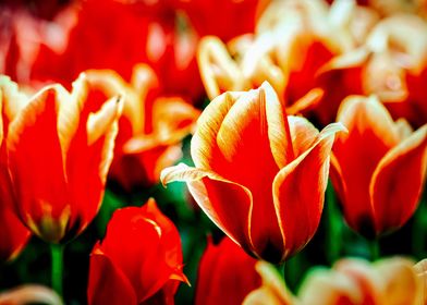 Magnificient Red Tulips