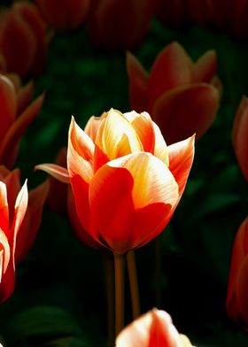 Sunshine And Orange Tulips