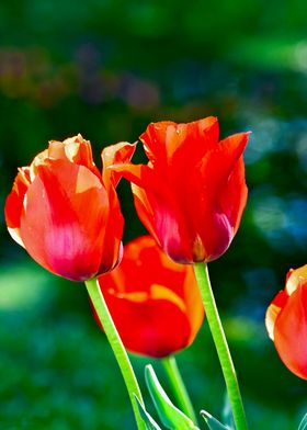 Red Tulips In The Garden