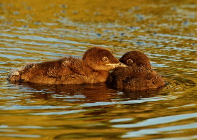 Baby loons