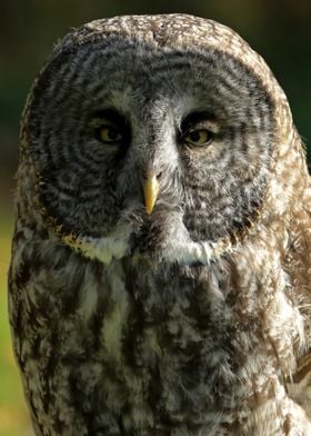 Great gray owl close up