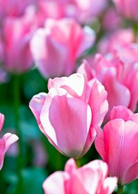 Pink Tulips Green Grass