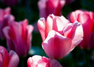 Sunlit Pink Tulip Flower