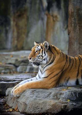 Beautiful Tiger