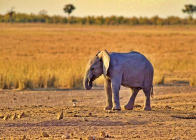 Baby Elephant