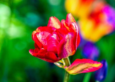 Red Parrot Tulip Flower