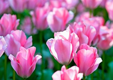 Pink Tulips Green Grass